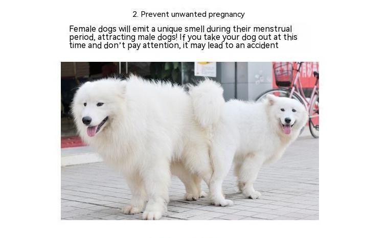 Culotte menstruelle pour chienne – Protection hygiénique & confort – Image 4