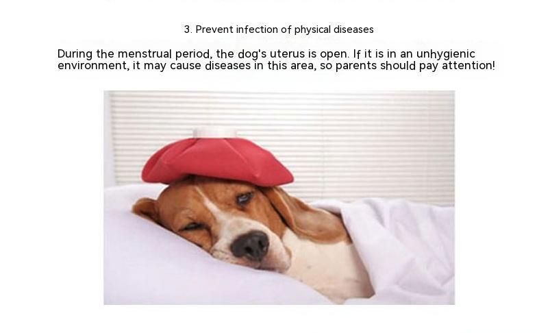 Culotte menstruelle pour chienne – Protection hygiénique & confort – Image 5