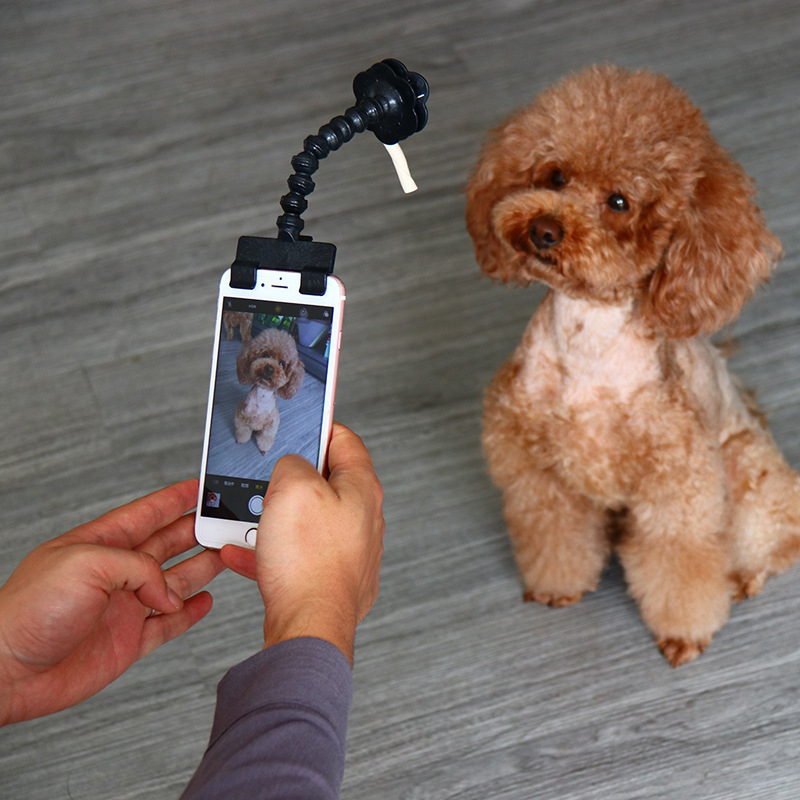 Perche à selfie pour animaux — Accessoire et jouet pratique pour prendre des selfies avec votre animal