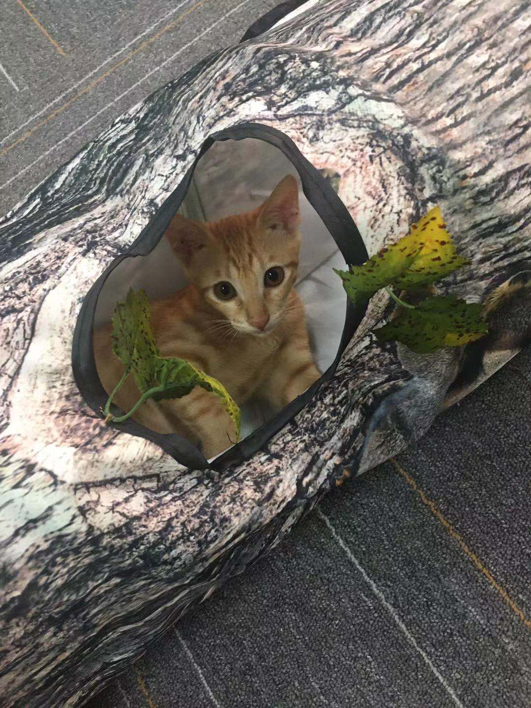 Jouet pour chat en forme de tunnel avec motif d’arbre — Accessoire pour animaux, adapté aux chats et aux petits chiens – Image 4